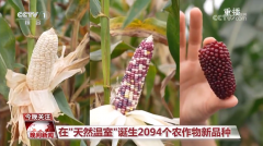 黑紫色玉米、棕色秋葵…